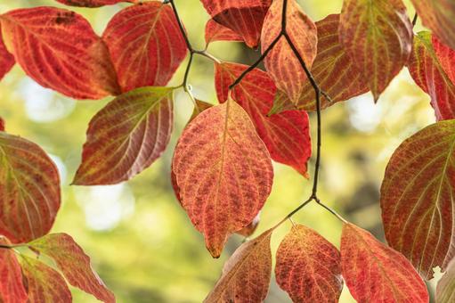 紅葉したハナミズキの葉 花水木,10月,11月の写真素材