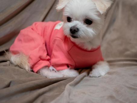 小型犬 チワマル 小型犬 チワマル 犬,小型犬,高級の写真素材