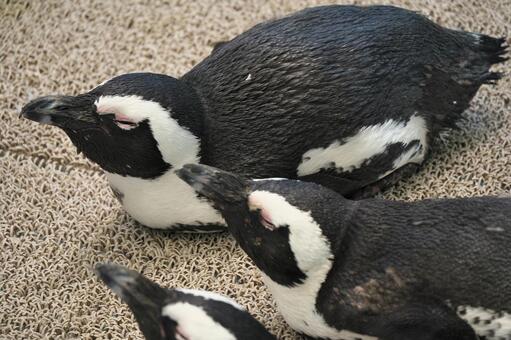 休憩するペンギン ペンギン,鳥,鳥類の写真素材