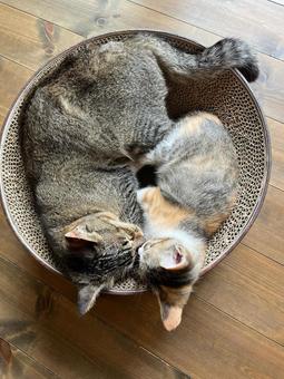 三毛猫 キジトラ お昼寝 三毛猫 キジトラ お昼寝の写真