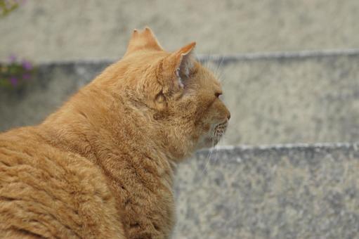 ねこ 箱座り,飼い猫,家猫の写真素材