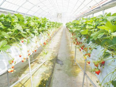 いちご狩り いちご狩り いちご狩り,いちご,農業の写真素材