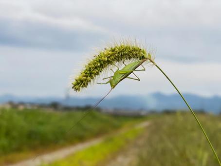 エノコログサとクサキリ エノコログサとクサキリの写真