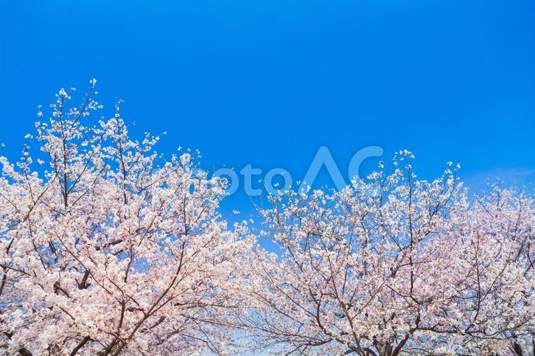 青い空と桜　咲き誇る桜　春のイメージ 春,桜,サクラの写真素材