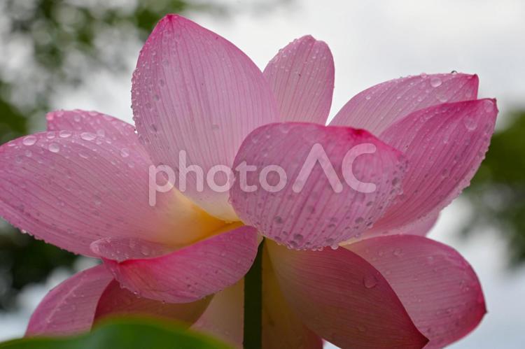 雨に濡れる蓮の花 蓮,ハス,はすの写真素材