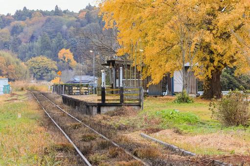 小湊鐵道 小湊鐵道,上総久保駅,銀杏の写真素材