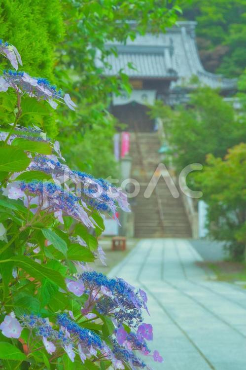 アジサイ　背景　寺院 アジサイ,背景,寺院の写真素材