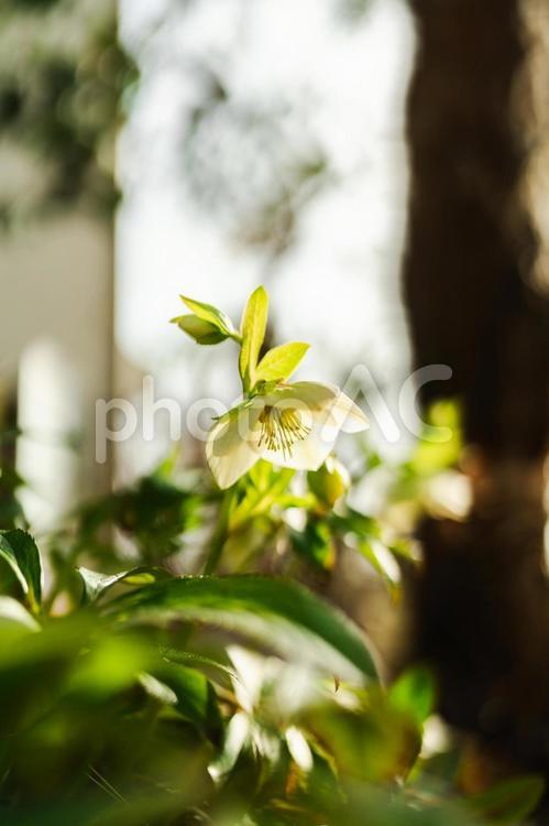 クリスマスローズ クリスマスローズ,植物,花の写真素材