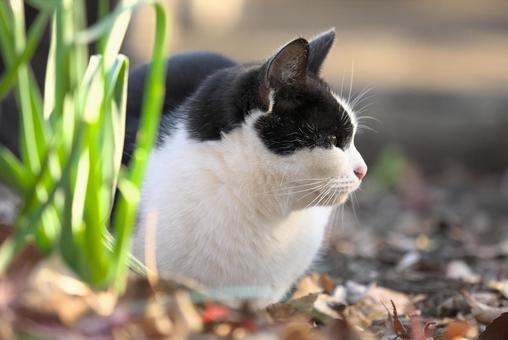Profile of a cat staring at something, JPG Profile of a cat staring at something, JPG