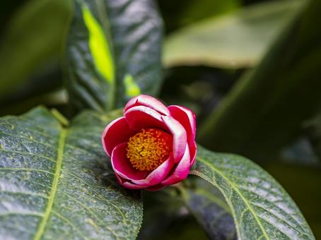 鮮紅に咲く椿の花 椿,花,赤の写真素材