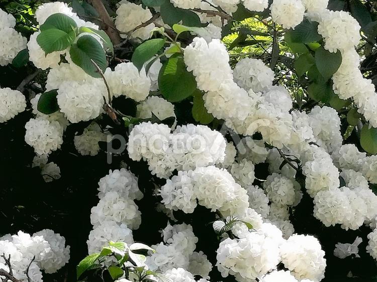 オオデマリの白い花　横須賀しょうぶ園にて オオデマリ,大手毬,横須賀しょうぶ園の写真素材