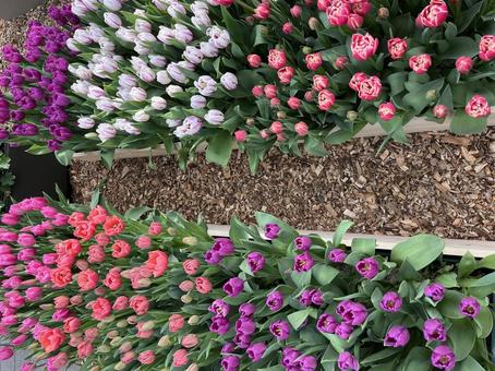 キューケンホフ公園 キューケンホフ,チューリップ,アムステルダムの写真素材