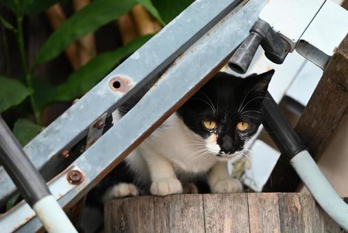 京都浄瑠璃寺のにゃんこ 京都浄瑠璃寺のにゃんこの写真