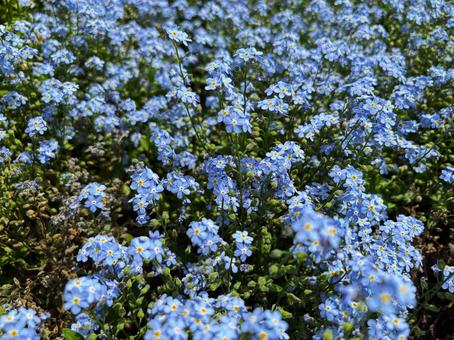 勿忘草の写真
