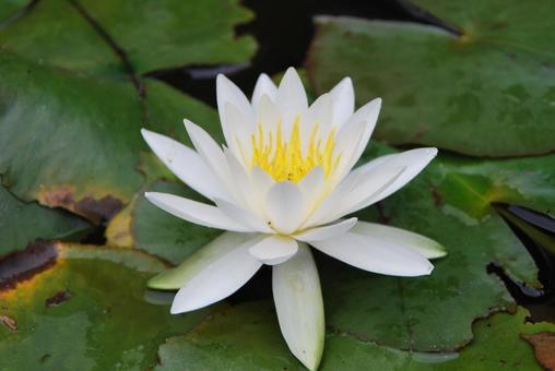 Water Lily, JPG Water Lily, JPG