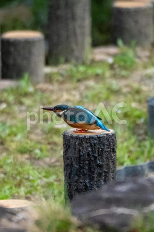 野鳥撮影　カワセミ 野鳥,鳥,動物の写真素材