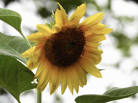 きれいな花 きれいな花の写真