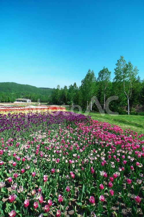 滝野すずらん丘陵公園のチューリップ畑 チューリップ,滝野すずらん,観光名所の写真素材