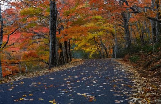 紅葉 紅葉の写真