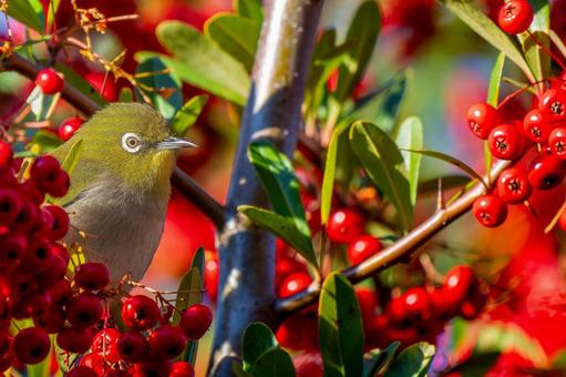 Pyracantha and Japanese white-eye copy space, JPG Pyracantha and Japanese white-eye copy space, JPG