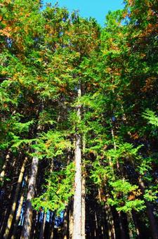 晩秋のスギ達。 スギ,針葉樹,木々の写真素材