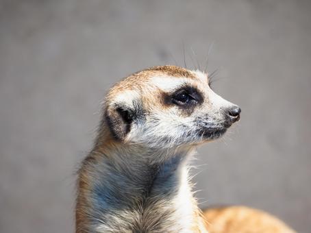 ミーアキャットの横顔ポートレイト ミーアキャット,動物,マングース科の動物の写真素材