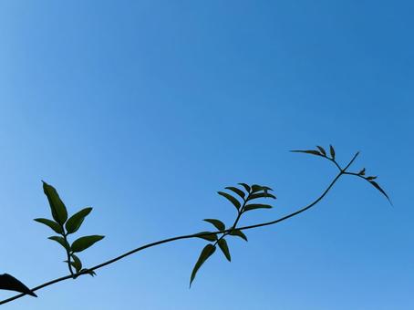 ジャスミンの蔓 青空のコピースペース ジャスミンの蔓 青空のコピースペース 枝,木の枝,ブランチの写真素材