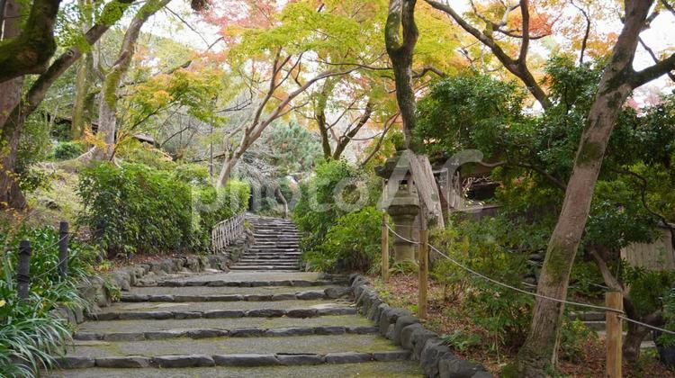 この階段の先には？ 秋,紅葉,モミジの写真素材