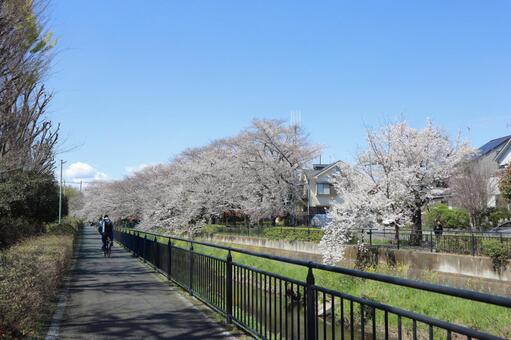 黒目川沿いの満開の桜並木 坂本橋,晴天,空の写真素材