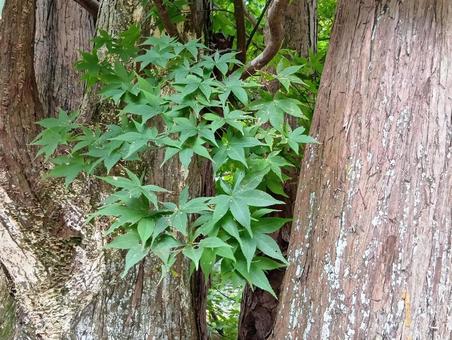 木の間からイロハモミジ 自然,グリーン,カエデ科の写真素材