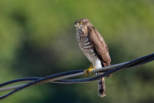 電線に留まるツミの幼鳥 ツミ,雀鷹,タカの写真素材