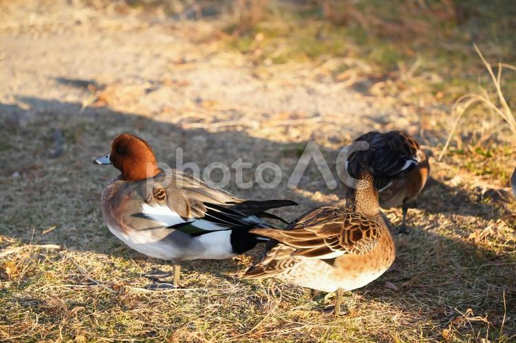 のんびりくつろぐヒドリガモ ヒドリガモ,緋鳥鴨,かもの写真素材
