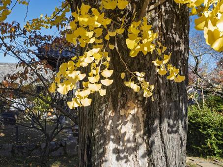 橘寺を彩る見事なイチョウの黄葉 橘寺,明日香村,奈良の写真素材