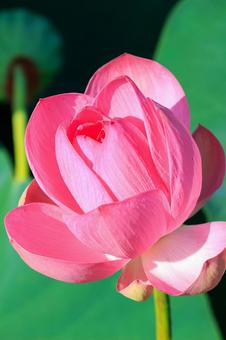 蓮の花 蓮の花 ハス,蓮,古代蓮の写真素材