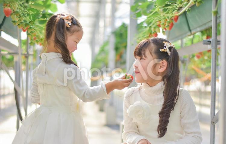 いちご狩りをする子供 いちご狩り,いちご,姉妹の写真素材