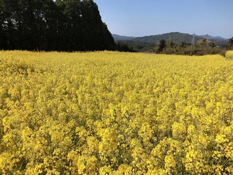 佐賀 武雄 馬場の山桜 菜の花畑1 佐賀 武雄 馬場の山桜 菜の花畑1 菜の花,春,背景素材の写真素材