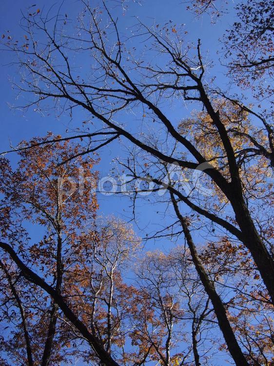 秋の原生林9 紅葉,森林浴,秋の写真素材