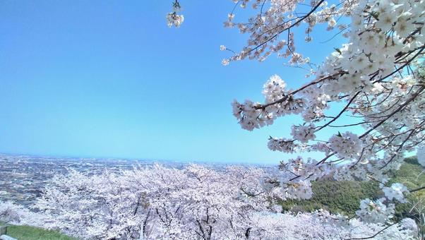 桜01 桜01の写真