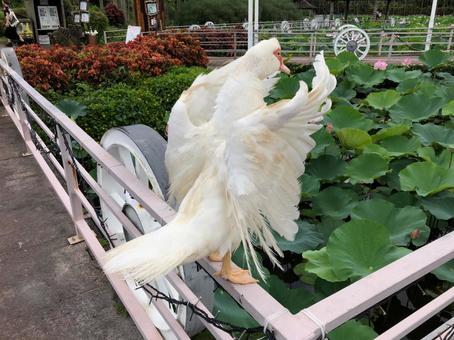 バリケンカモの写真