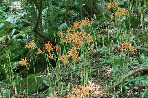 Photo, great fox razor, flower, razor of the great fox, 