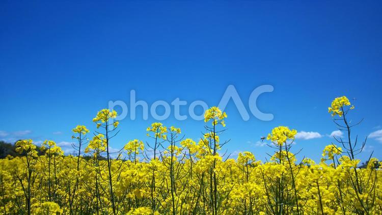 菜の花の美しいお花畑 菜の花畑,観光地,コピースペースの写真素材