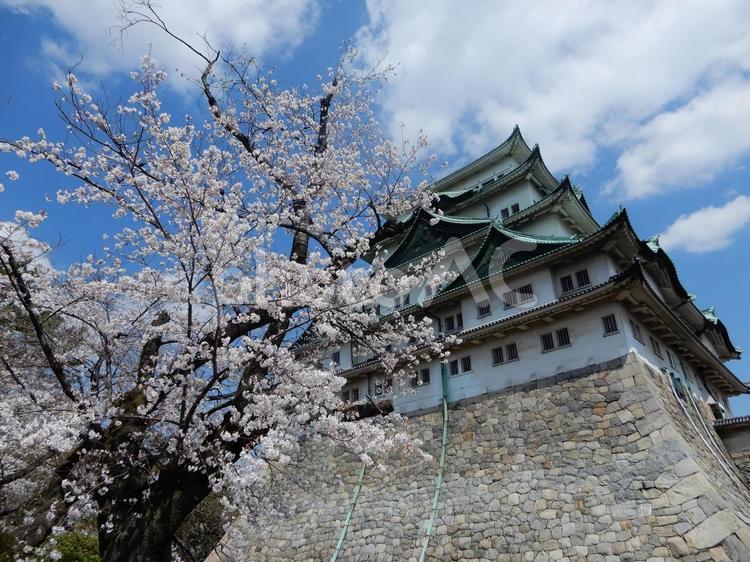 桜と名古屋城天守閣 春,さくら,ソメイヨシノの写真素材