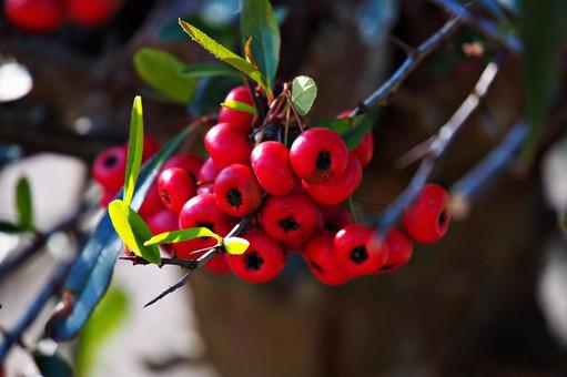 トキワサンザシの赤い実 トキワサンザシ,ピラカンサ,実の写真素材
