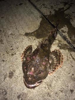 カジカ カジカの写真