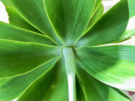 観葉植物 観葉植物の写真