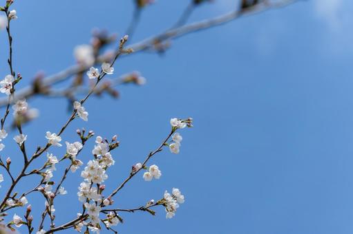青空に映えるソメイヨシノの枝の写真