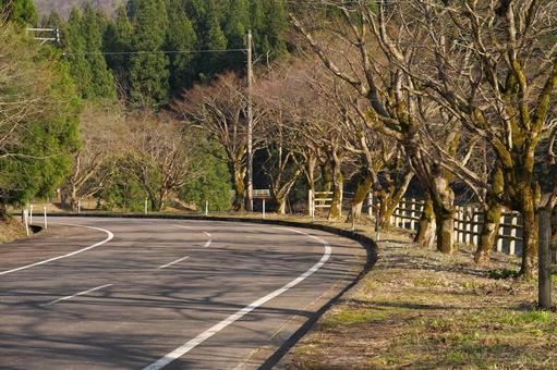 曲がり道と咲く前の桜並木 道,カーブ,曲がり道の写真素材
