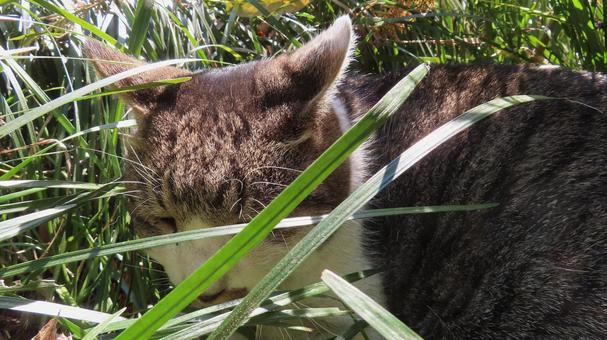 日向ぼっことお昼寝が日課のもふもふな猫様 猫,キジシロ,眠り猫の写真素材