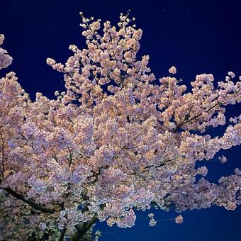河津桜 河津桜の写真
