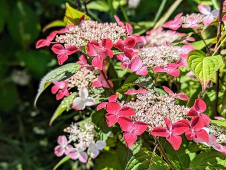 赤色の額紫陽花 赤色の額紫陽花の写真
